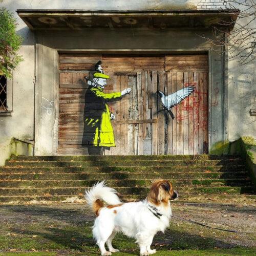 Balandžių lesintojas